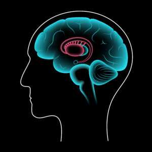 Brain Pathway 01-300x300