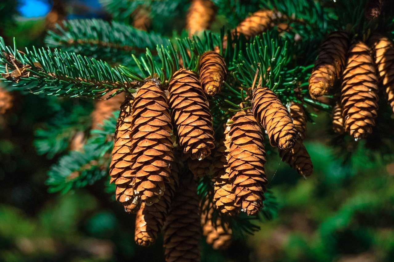fir-tree-1330187 1280