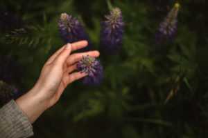 top-close-up-of-hand-touching-charming-wild-violet-lupine-flower-300x200
